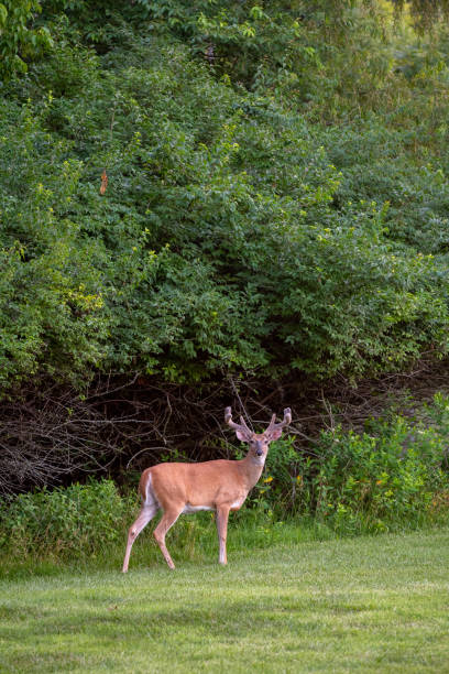 istock Large white-tailed deer buck in summer 1001703040