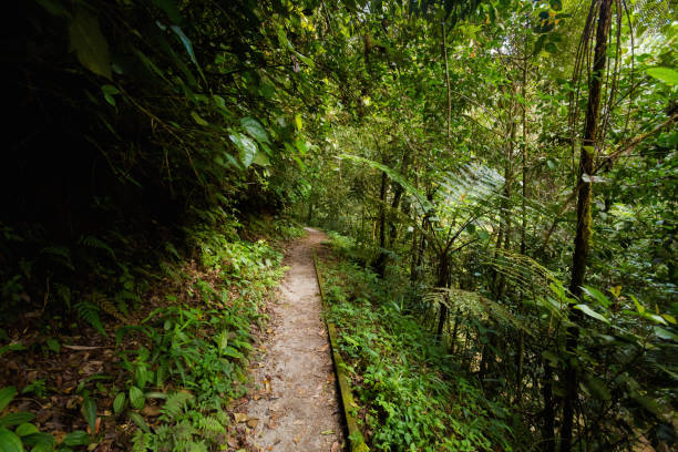 Cameron Highlands Robinson Falls trekking