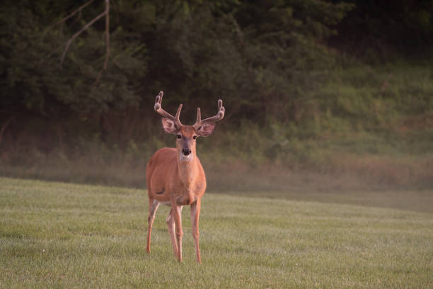 istock Large white-tailed deer buck in summer 1001703610