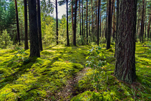 istock A picturesque forest glade with a small path on the background of a pine forest 1001703664