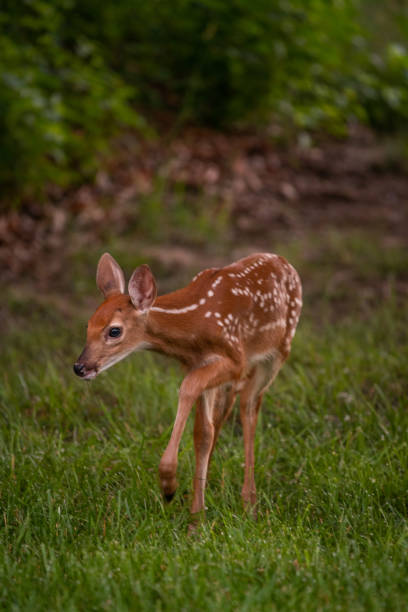 istock white-tailed deer fawn 1001703860