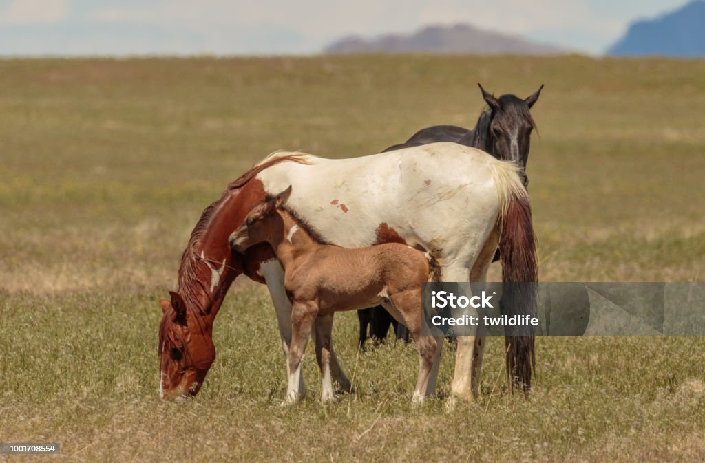 Vahşi at kısrak ve sevimli yavru - Royalty-free ABD Stok görsel