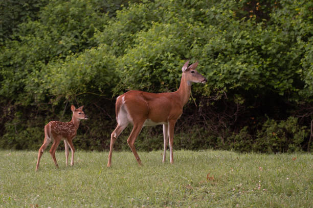 istock White-tailed deer fawn and doe 1001708878