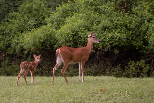 istock White-tailed deer fawn and doe 1001708970