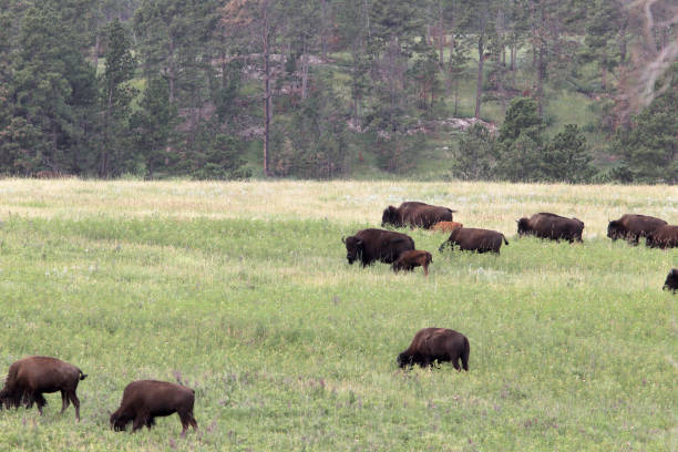 istock Bison, Buffalo or Tatanka 1001711756