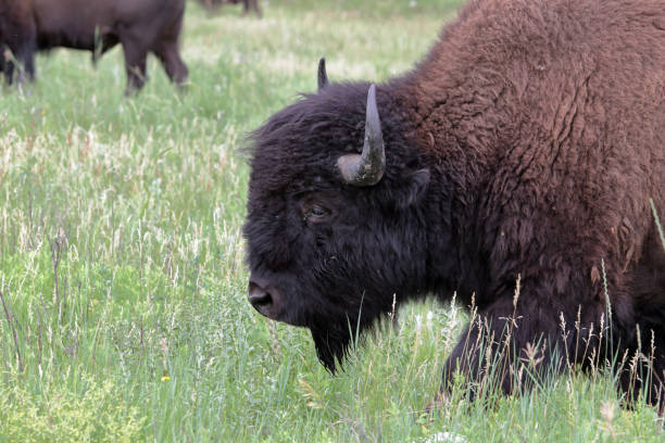 istock Bison, Buffalo or Tatanka 1001711764