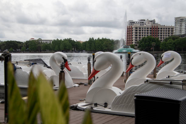 Swan boats at Lake Eola, downtown Orlando, FL stock photo