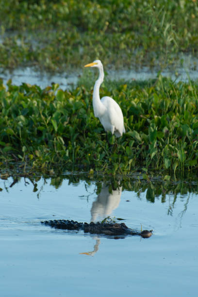 istock Alligator and Great Egret, Lake Apopka, FL 1001712188