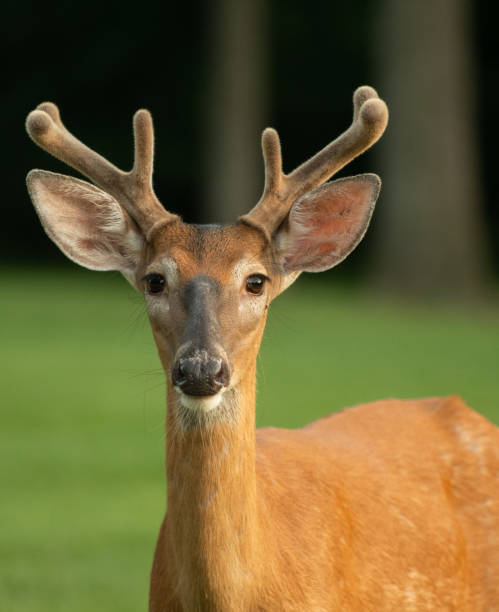 istock White-tailed deer buck with velvet on antlers 1001712284