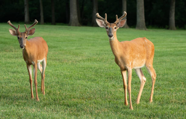 istock White-tailed deer buck with velvet on antlers 1001712702
