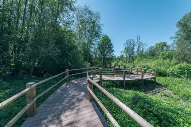istock wooden footpath boardwalk in the bog swamp area 1001712944