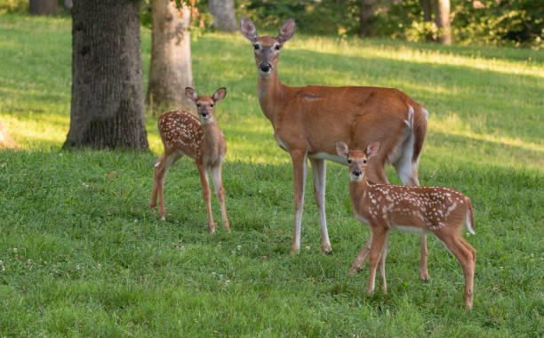 istock Whitetail doe and two fawns 1001713204
