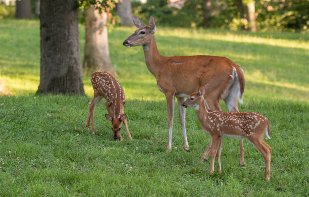 istock Whitetail doe and two fawns 1001715326