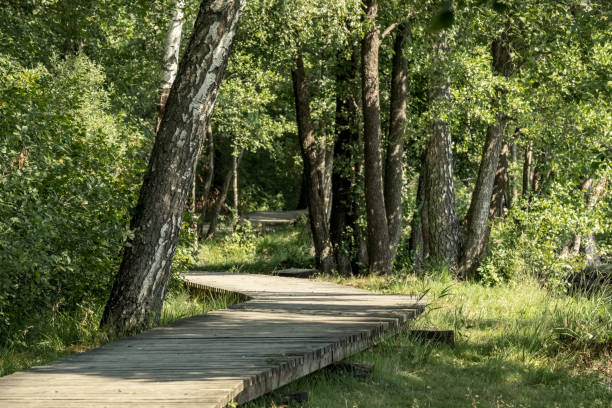 istock wooden footpath boardwalk in the bog swamp area 1001715372
