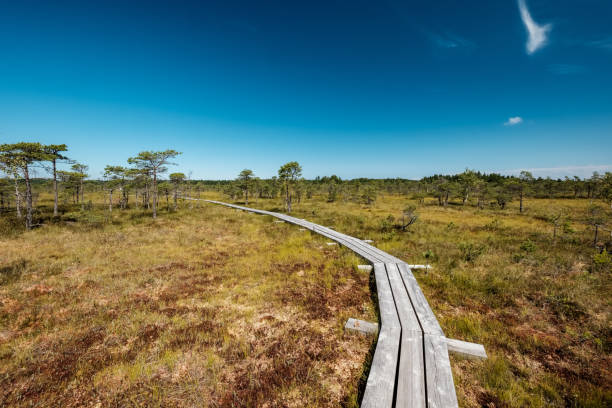 istock wooden footpath boardwalk in the bog swamp area 1001715416