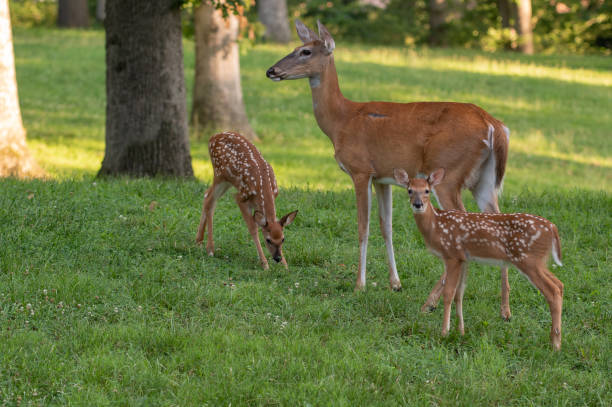istock Whitetail doe and two fawns 1001717232