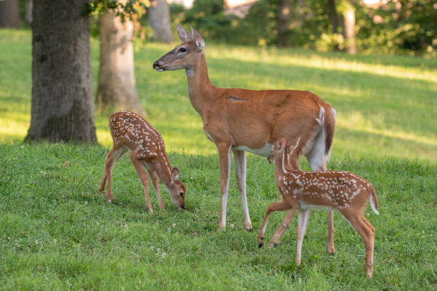 istock Whitetail doe and two fawns 1001717634