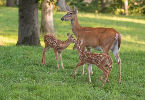 istock Whitetail doe and two fawns 1001717722