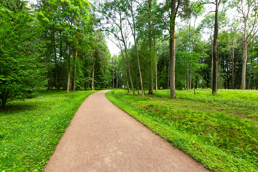 Winding Path through a tranquil verdant park with lawn and tall green trees in summer day for walking and relaxing and breathing clear air