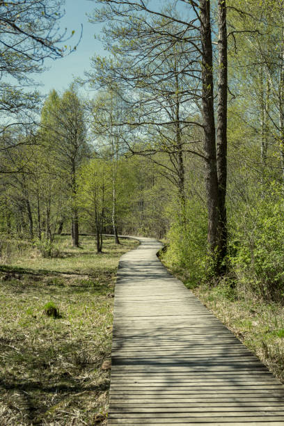 istock wooden footpath in the bog - vertical, mobile device ready image 1001718072