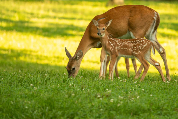 istock whtietail doe and fawn 1001718178