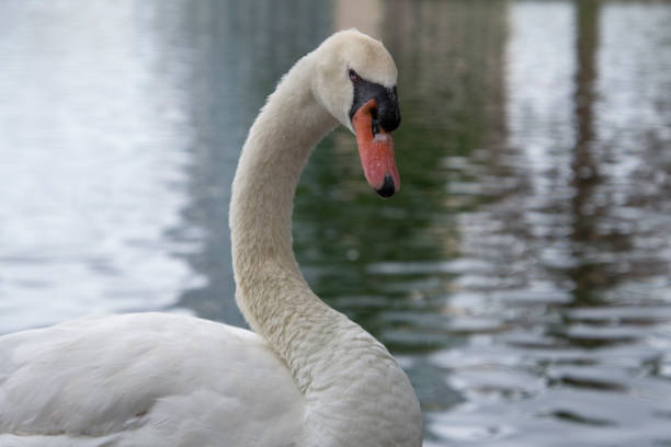 istock Swan at Lake Eola, Orlando, FL 1001718186