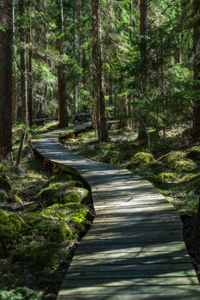 istock wooden footpath in the bog - vertical, mobile device ready image 1001718258