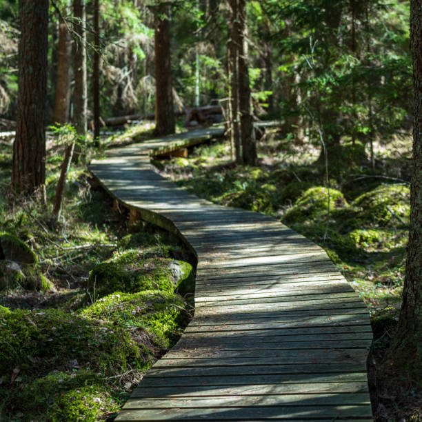 istock wooden footpath in the bog - vertical, mobile device ready image 1001718310