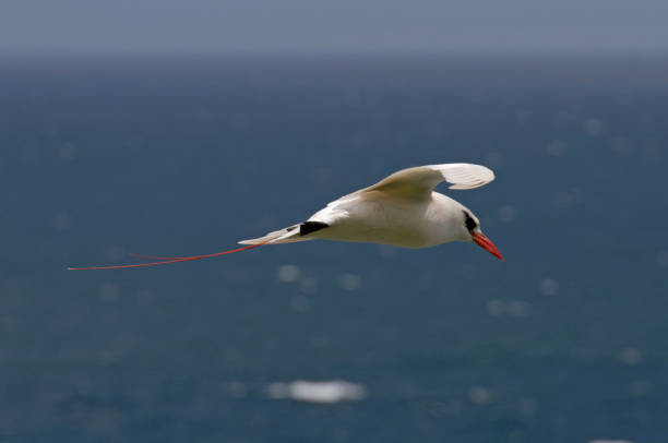 Red-tailed Tropicbird Photo of a red tailed tropicbird taken in Kauai red tailed tropicbird stock pictures, royalty-free photos & images