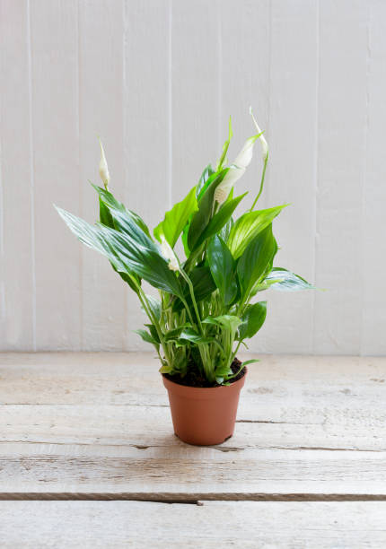 istock Spathiphyllum flower white wood background with empty place space for text. 1001721996