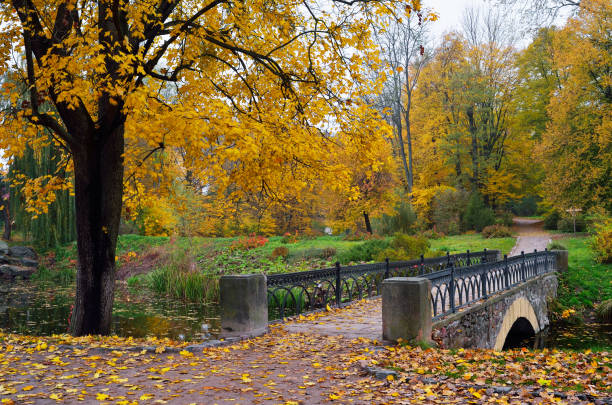istock Autumn in the park 1001722572