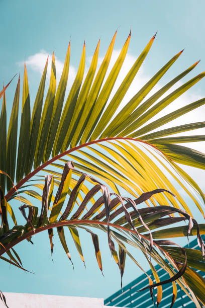 istock Green palm leaves against turquoise sky 1001724704