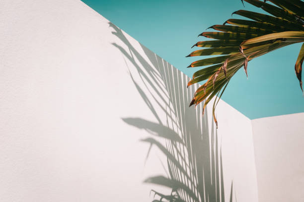 istock Palm leaves on turquoise sky and white wall 1001724716