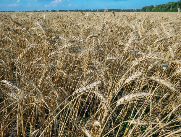 istock Wheat field and blue sky in summer 1001728244