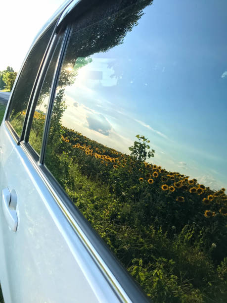 istock sunflowers is reflected in the glass 1001728276