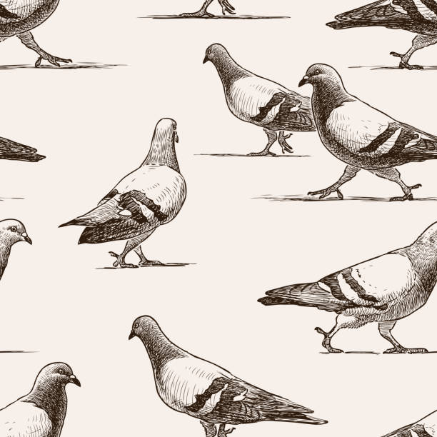 bezszwowe tło spacerujących gołębi miejskich - gołąb ilustracje stock illustrations