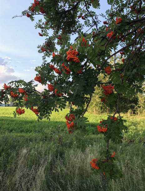 istock clusters of red mountain ash on a tree 1001730878