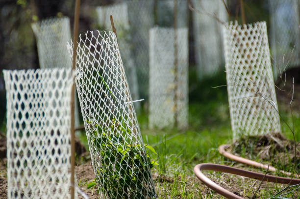 istock Garden Filled with Seedlings Protected by White Plastic Mesh Protector Tubes 1001731356