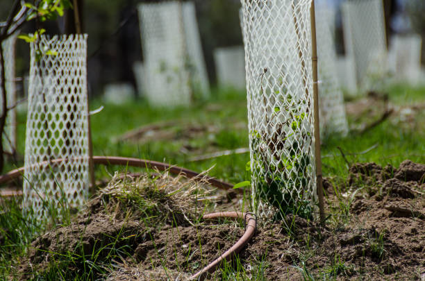 istock Garden Filled with Seedlings Protected by White Plastic Mesh Protector Tubes 1001731378