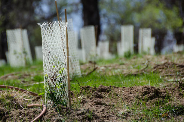 Garten mit Sämlinge durch weißes Kunststoffgitter Protector Rohre geschützt – Foto