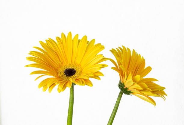 istock isolated flower of gerbera 1001738212