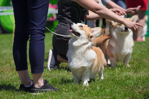 corgi dogs and handlers at the dog show\