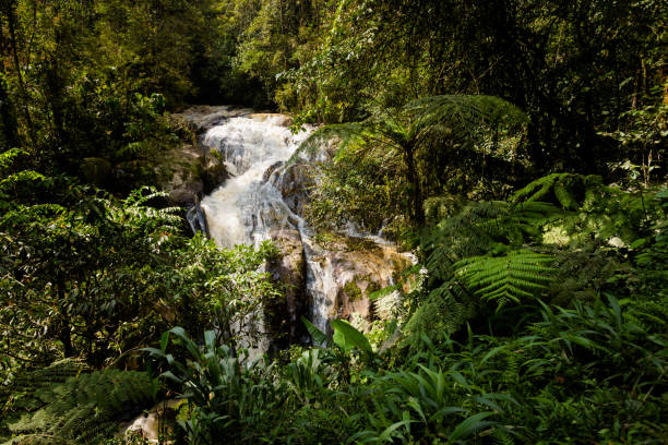 istock Cameron Highlands Robinson Falls trekking 1001741978