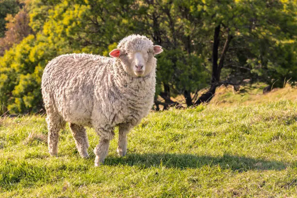 closeup of curious merino sheep standing on grass and watching