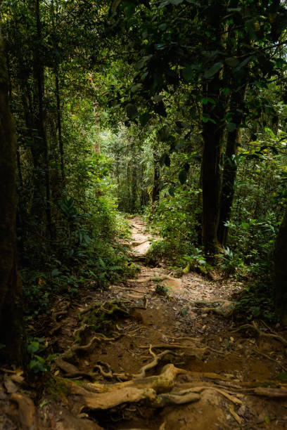 istock Cameron Highlands Gunung Jasar trekking 1001745158