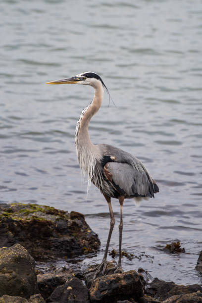 istock Tall marine bird taking a break from fishing. 1001745774