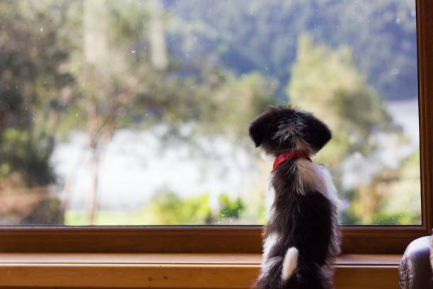 istock Loyal dog waiting for owner 1001750390