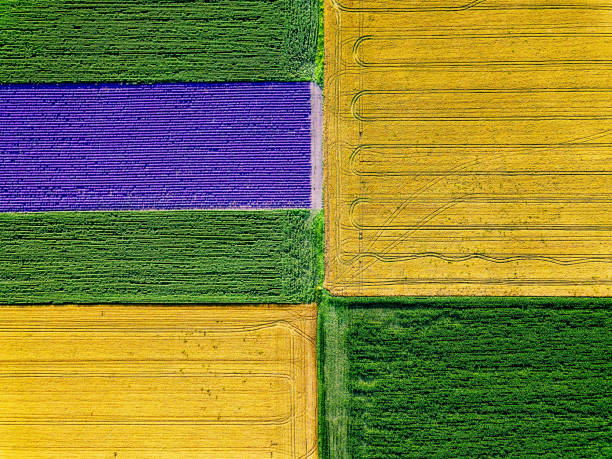 Cultivated farm land