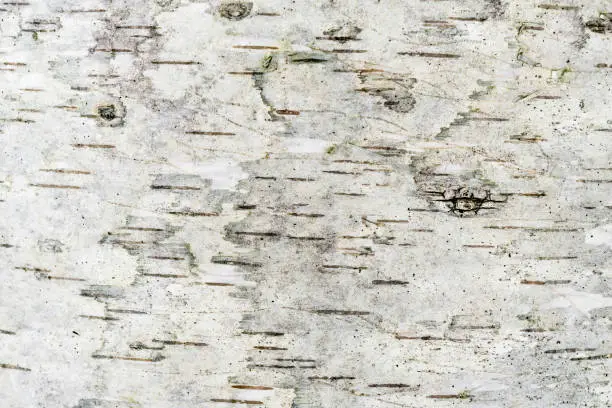 Photo of gray texture of a damp birch bark, abstract background