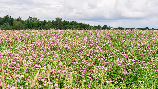 field with a blooming clover, on the horizon a piece of forest and clouds, summer dull windy day, nature landscape background